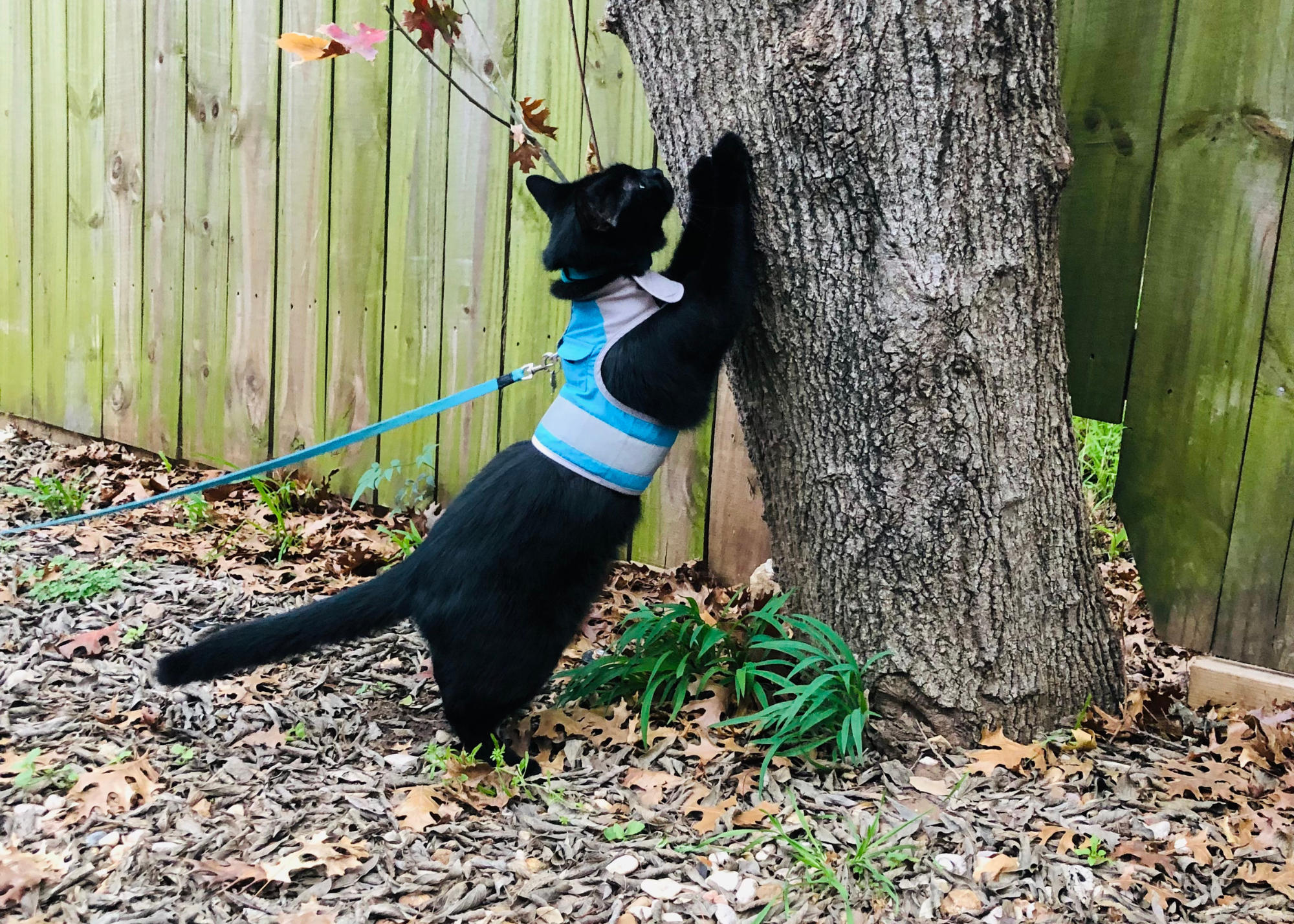 Cat wearing outlet harness