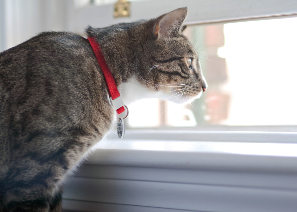 Cat Collar Training How and Why to Do It Cat School