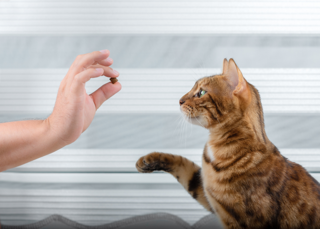 Clicker Training Cats: All Your Questions Answered - Cat School